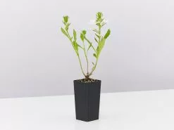 Scaevola Aemula Bondi White -Plants in a Box Sales Shop ScaevolaAemulaWhite single 3283072a 99e4 4a87 b4d7 eb736b9a33ef