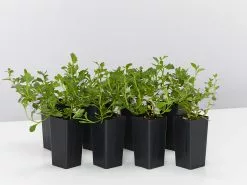 Scaevola Albida Mauve Clusters -Plants in a Box Sales Shop ScaevolaAlbidaMauveClusters 8plants c7655aff 17a5 46a7 bad7 7700a0cb550d