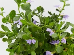 Scaevola Albida Mauve Clusters