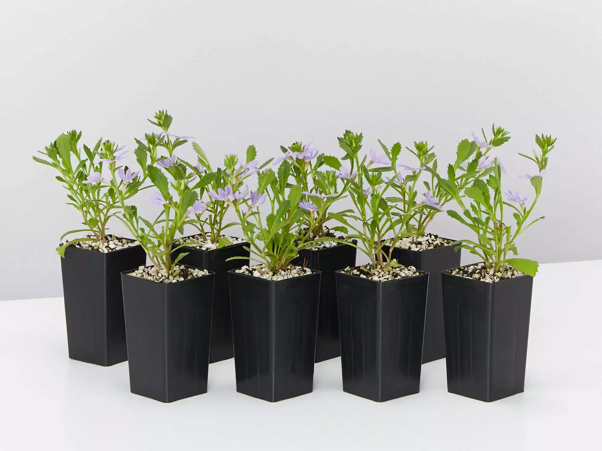 Scaevola Aemula Bondi Blue 5 Scaevola Aemula Bondi Blue - Image 3