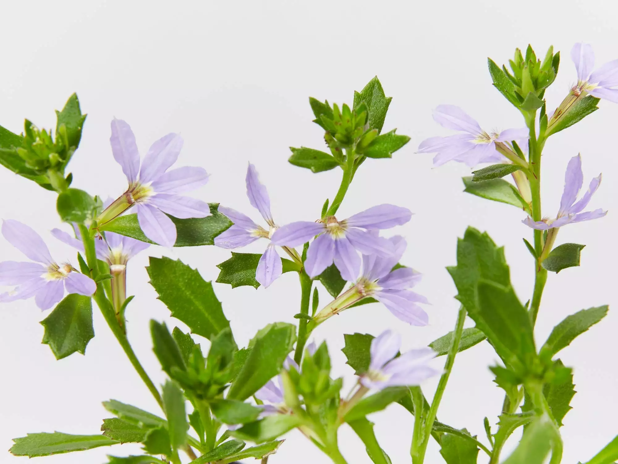 Scaevola Aemula Bondi Blue 3 Scaevola Aemula Bondi Blue