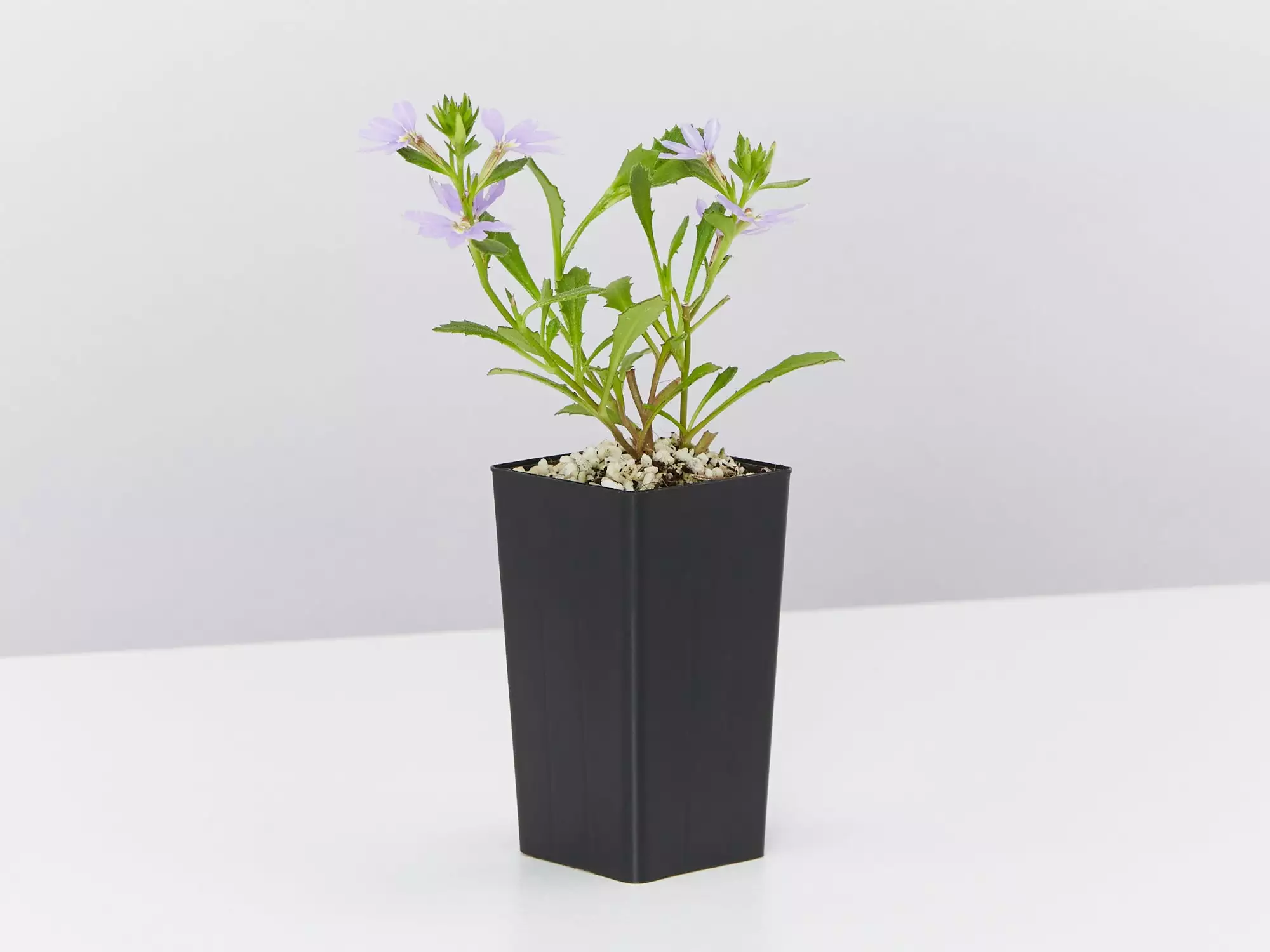 Scaevola Aemula Bondi Blue 6 Scaevola Aemula Bondi Blue - Image 4