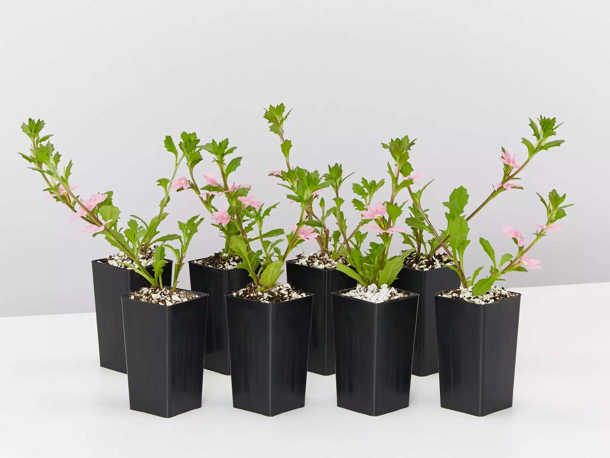 Scaevola Aemula Fairy Pink 5 Scaevola Aemula Fairy Pink - Image 3