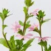 Scaevola Aemula Fairy Pink -Plants in a Box Sales Shop ScaevolaFairyPink detail 0fac08e5 99c1 47b5 9029 e839088235e9