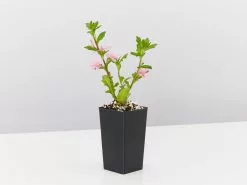 Scaevola Aemula Fairy Pink 7 Scaevola Aemula Fairy Pink -Plants in a Box Sales Shop ScaevolaFairyPink single bb21851c 4457 47ce 997a 94cc1ab4d53a