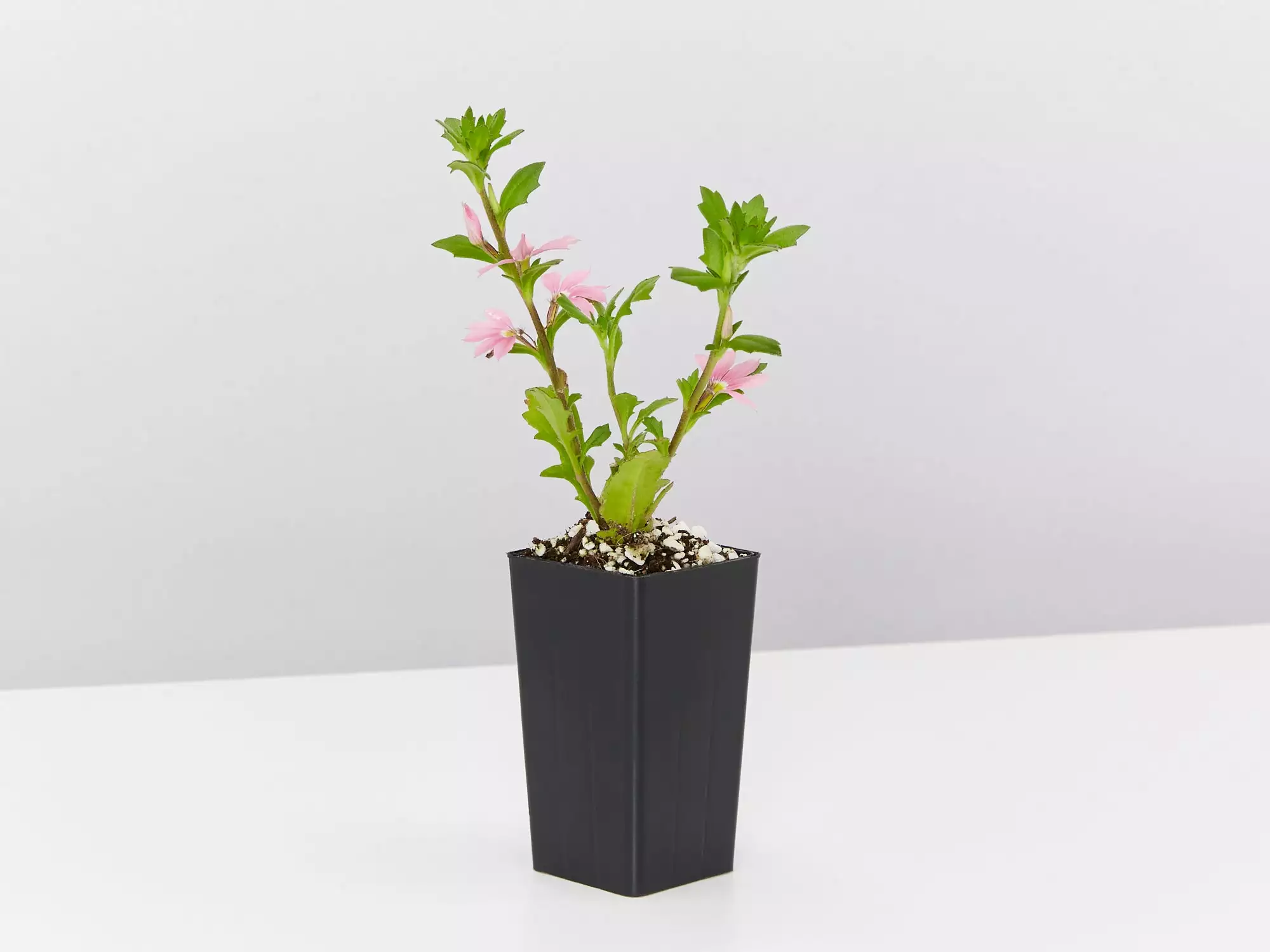 Scaevola Aemula Fairy Pink 4 Scaevola Aemula Fairy Pink - Image 2