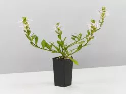 Scaevola Aemula White Mauve -Plants in a Box Sales Shop ScaevolaFairyWhiteMauve single 6283e588 d453 48a8 adef aba0f4e8360b