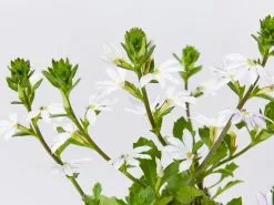 Scaevola Aemula Fairy Blue 8 Scaevola Aemula Fairy Blue -Plants in a Box Sales Shop ScaevolaFairyWhite detail d5d2cc14 0e4a 423d 83de ff57e9e50732