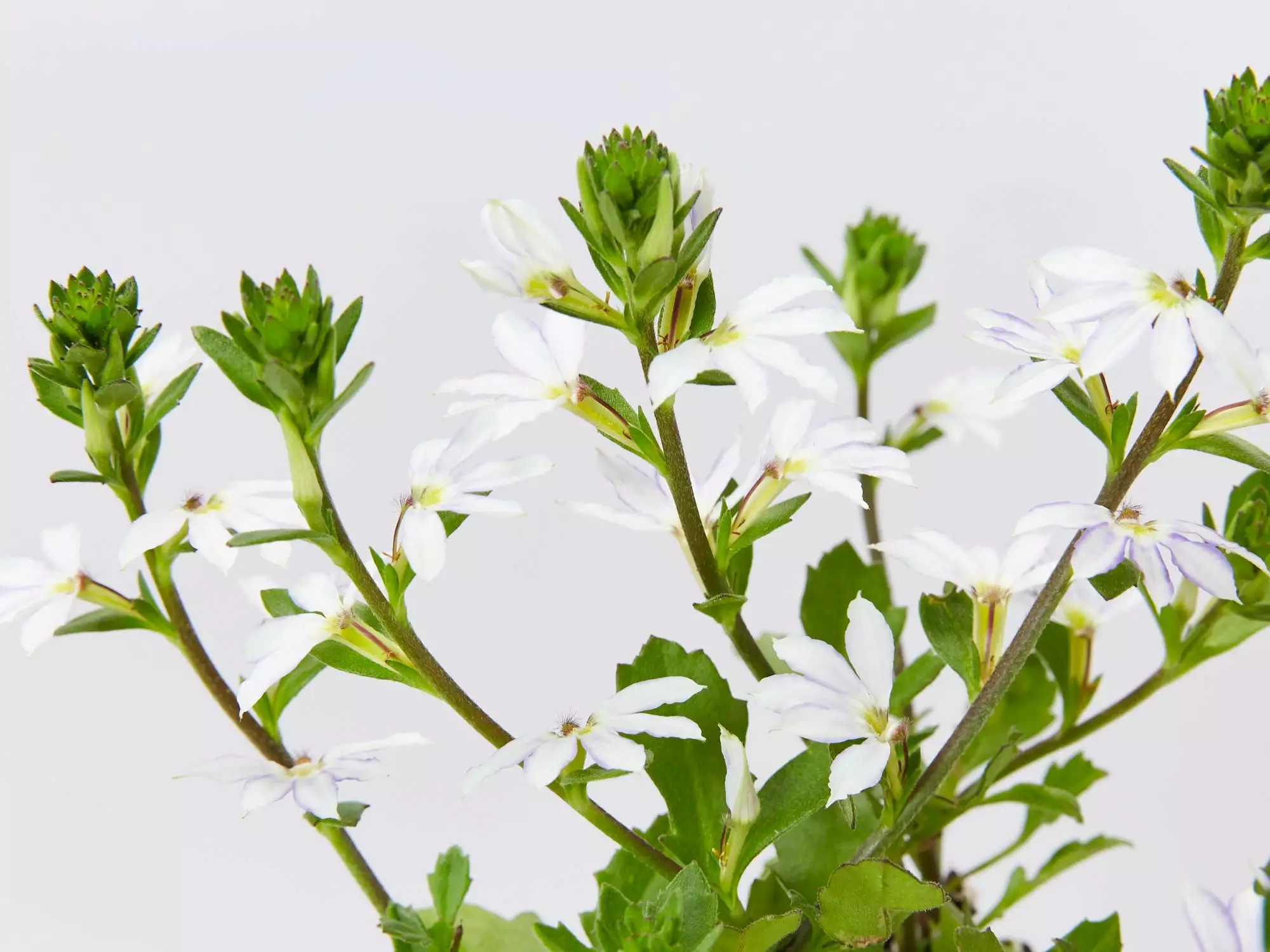 Scaevola Aemula Fairy Blue 5 Scaevola Aemula Fairy Blue - Image 3