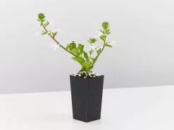 Scaevola Aemula Fairy White -Plants in a Box Sales Shop ScaevolaFairyWhite single 32777379 26db 443e 9875 58b17273eb5c
