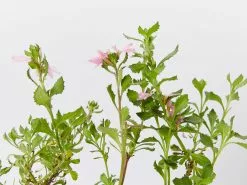 Scaevola Humilis Sitting Pretty