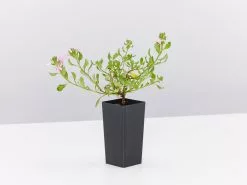 Scaevola Humilis Sitting Pretty -Plants in a Box Sales Shop ScaevolaSittingPretty single b775c867 e80c 494f a397 d7bd7c2af959