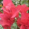 Bougainvillea Scarlet Glory -Plants in a Box Sales Shop Scarlet Glory2