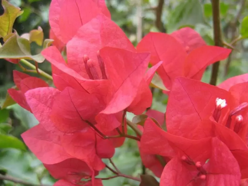 Bougainvillea Scarlet Glory 3 Bougainvillea Scarlet Glory