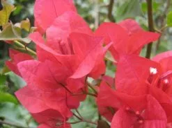 Bougainvillea Scarlet Glory - 85mm