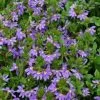 Scaevola Aemula Purple Fanfare