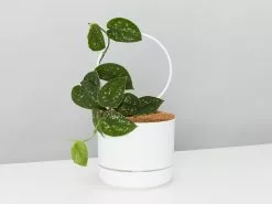 The Circle-O Plant Support Stake -Plants in a Box Sales Shop SccindapsusPictusSantinPathosWhiteMrKittyCircleStakeWhite 1