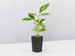 Umbrella Tree -Plants in a Box Sales Shop ScheffleraAlpine single 24e9e4f6 5fcb 49a4 8987 899d32a11cf6