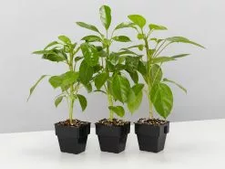 Umbrella Tree -Plants in a Box Sales Shop ScheffleraAmateAlpine 3plants 041dfa3c 1995 487d a607 3fd4956ffa36