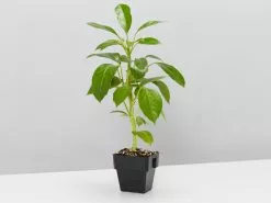 Umbrella Tree -Plants in a Box Sales Shop ScheffleraAmateAlpine single 35cafd24 1ae3 4785 b016 d0edbcdd4c6c