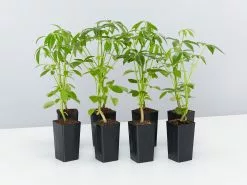 Schefflera Arboricola