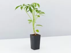 Schefflera Arboricola -Plants in a Box Sales Shop ScheffleraArborcola single 0d95622e 0581 48db 8286 983fae0f963b