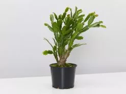 Zygocactus Christmas Cactus - Pot + Plant + Soil -Plants in a Box Sales Shop SchlumbergerTruncata single