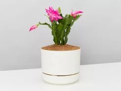 Zygocactus Christmas Cactus - Pot + Plant + Soil