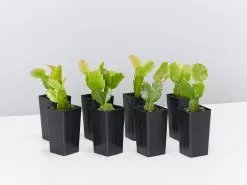 Zygocactus (Christmas Cactus)- Assorted Colours