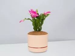 Zygocactus Christmas Cactus - Pot + Plant + Soil -Plants in a Box Sales Shop SchlumbergeraTruncata ApricotPot