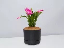 Zygocactus Christmas Cactus - Pot + Plant + Soil -Plants in a Box Sales Shop SchlumbergeraTruncata BlackPot
