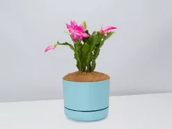 Zygocactus Christmas Cactus - Pot + Plant + Soil -Plants in a Box Sales Shop SchlumbergeraTruncata BluePot