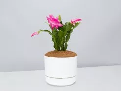 Zygocactus Christmas Cactus - Pot + Plant + Soil -Plants in a Box Sales Shop SchlumbergeraTruncata WhitePot