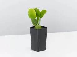 Hanging Basket Pack - Indoor Assorted 12 Hanging Basket Pack - Indoor Assorted -Plants in a Box Sales Shop SchlumbergeraTruncata single 1080x 04539887 bcfd 455a aadb 1a15bc67ac18