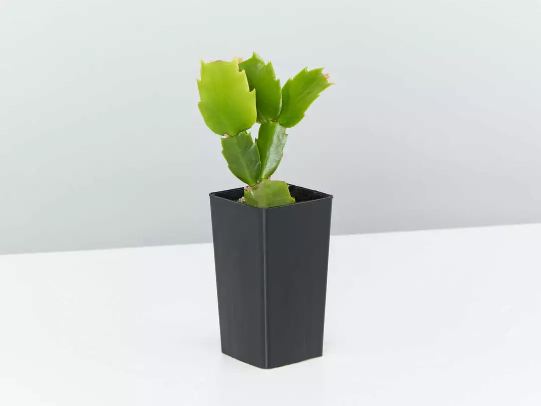 Hanging Basket Pack - Indoor Assorted 7 Hanging Basket Pack - Indoor Assorted - Image 5