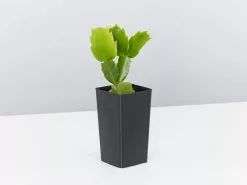 Zygocactus (Christmas Cactus)- Assorted Colours -Plants in a Box Sales Shop SchlumbergeraTruncata single e71d5b4f f1d1 4384 a85a 4ed5bfd2f8b6