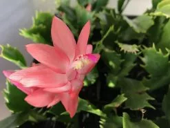 Zygocactus (Christmas Cactus)- Assorted Colours -Plants in a Box Sales Shop Schlumbergia 54469872 b117 40ea 9439 10ec25dab41b