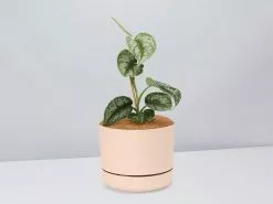 Satin Pothos - Pot + Plant + Soil -Plants in a Box Sales Shop Scindapsus pictus Argyraeus Apricot