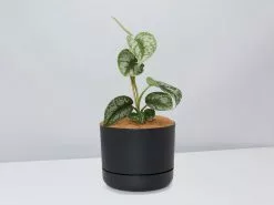 Satin Pothos - Pot + Plant + Soil -Plants in a Box Sales Shop Scindapsus pictus Argyraeus Black
