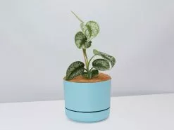 Satin Pothos - Pot + Plant + Soil -Plants in a Box Sales Shop Scindapsus pictus Argyraeus Blue