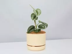 Satin Pothos - Pot + Plant + Soil -Plants in a Box Sales Shop Scindapsus pictus Argyraeus Buff