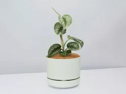 Satin Pothos - Pot + Plant + Soil -Plants in a Box Sales Shop Scindapsus pictus Argyraeus Fog