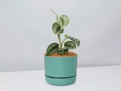 Satin Pothos - Pot + Plant + Soil -Plants in a Box Sales Shop Scindapsus pictus Argyraeus Moss