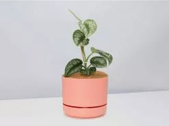 Satin Pothos - Pot + Plant + Soil -Plants in a Box Sales Shop Scindapsus pictus Argyraeus Persimmon