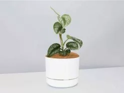 Satin Pothos - Pot + Plant + Soil -Plants in a Box Sales Shop Scindapsus pictus Argyraeus White