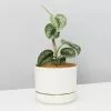 Satin Pothos - Pot + Plant + Soil -Plants in a Box Sales Shop ScindapsusPictusArgyraeus100mmWhitePot single