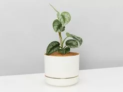 Satin Pothos - Pot + Plant + Soil