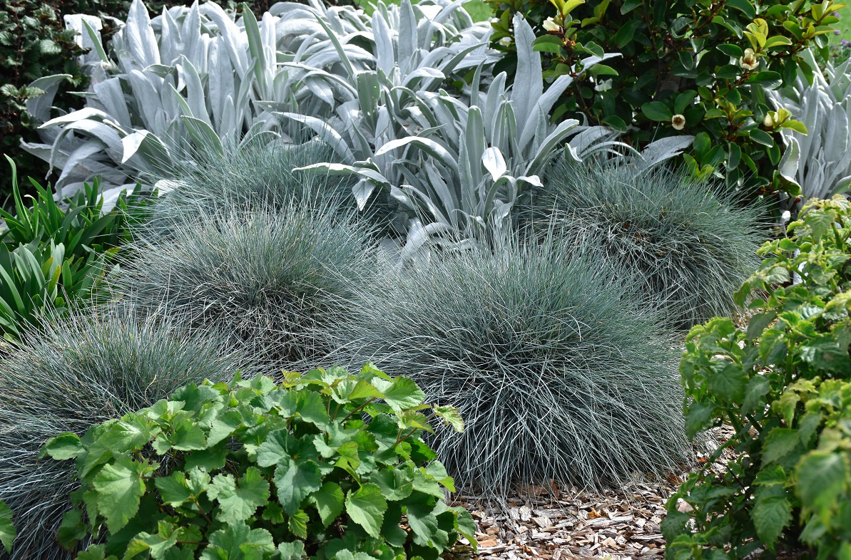 Festuca Glauca Beyond Blue 7 Festuca Glauca Beyond Blue - Image 5