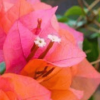 Bougainvillea Tango Supreme -Plants in a Box Sales Shop Screen Shot 2017 05 19 at 9.42.32 AM eba3b474 09c4 405c bfc6 bca4f9eb2540