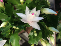 Zygocactus (Christmas Cactus)- Assorted Colours -Plants in a Box Sales Shop Screen Shot 2018 02 25 at 7.13.06 pm fb365ef8 6290 4581 b476 ae95217af38d
